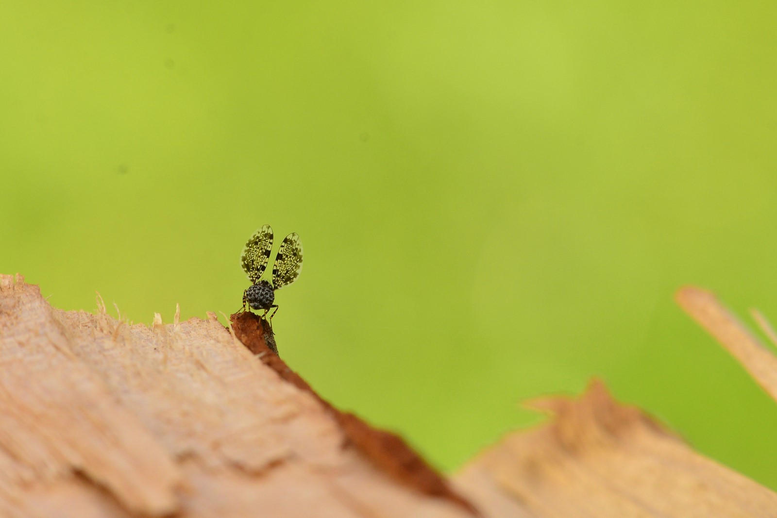 Ulidiidae: Callopistromyia annulipes